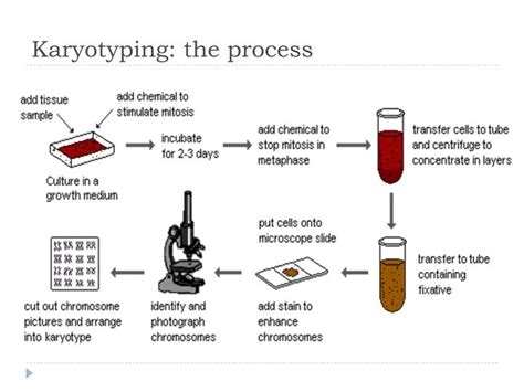 Karyotype and Idiogram : A way to provide preliminary idea about Genome : Plantlet