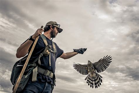 The History of Falconry with Bird Dogs - Gun Dog