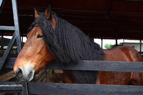 French Horse Breeds That Are My Favorite - Horses & Foals