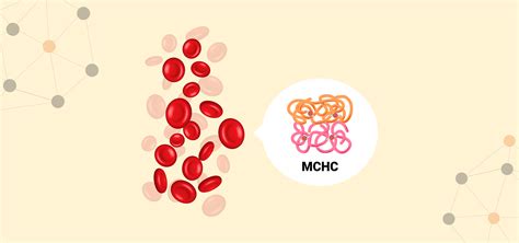 MCHC Blood Test: What Is It And How To Interpret Results, 46% OFF