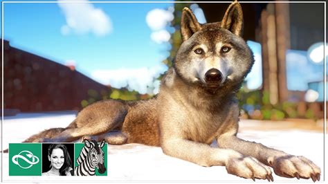 🦓 Timber Wolves Habitat & round viewing gallery | Let's play Planet Zoo Franchise Mode | BETA ...