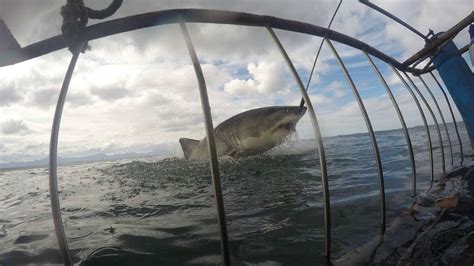 Shark Cage Diving in Mossel Bay | White Shark Africa