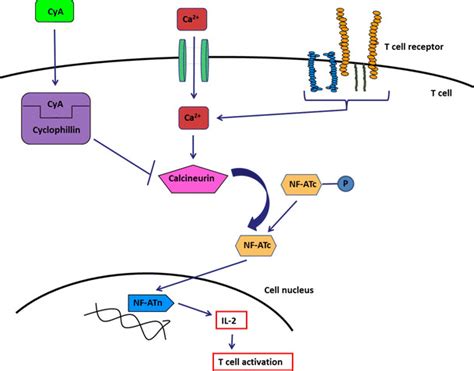 Mechanism of action of cyclosporine A. CyA cyclosporine A, Ca2+... | Download Scientific Diagram