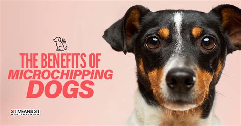 The Benefits Of Microchipping Dogs | Sit Means Sit Dog Training