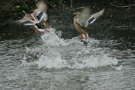 Wild Ducks, Migratory Birds Stock Photo - Image of loon, extremely: 141492188