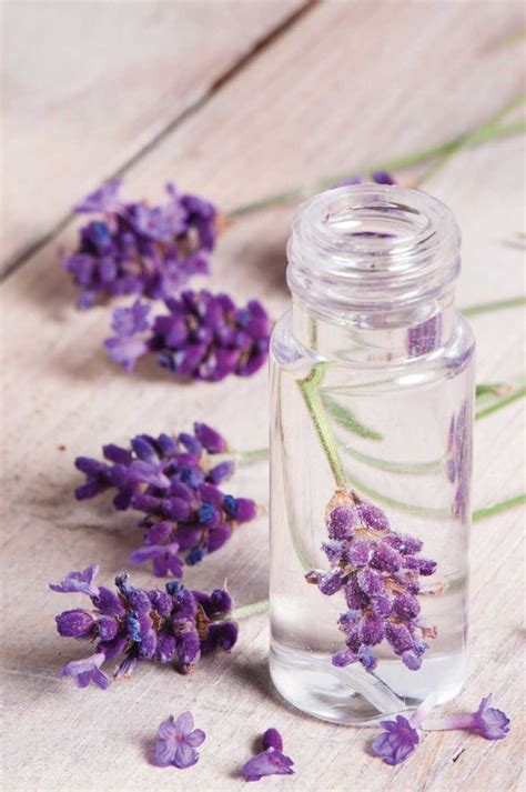 lavender perfume Archives | Home and Heart DIY