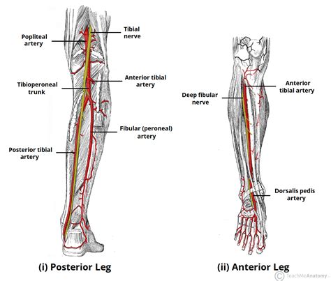 Arteries of the Lower Limb - Thigh - Leg - Foot - TeachMeAnatomy