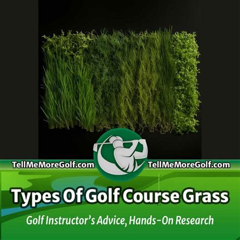 List: Types Of Golf Course Grass (Golf Coach's Advice)