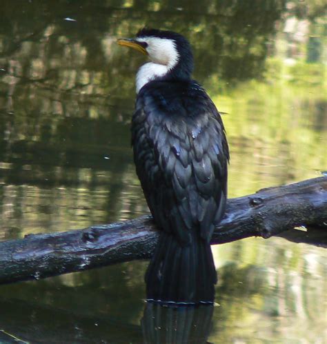 Pied Cormorant | This is a little pied cormorant. Another Au… | Flickr