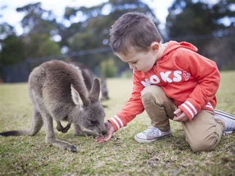 西姆比欧野生动物园 (Symbio Wildlife Park) | 澳大利亚悉尼 - sydney.cn