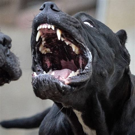 What a teeth 💥😁💥 . Follow @canecorsoeurope . By @carpartaner #canecorso #dogsofinstagram #dogs # ...