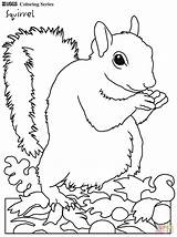 Eastern Gray Squirrel coloring Page  Free Printable Coloring Pages sketch template