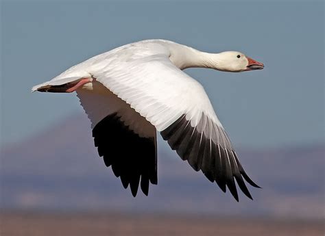 Downbeat Snow Flight | Snow goose, Goose hunting, Bird life list