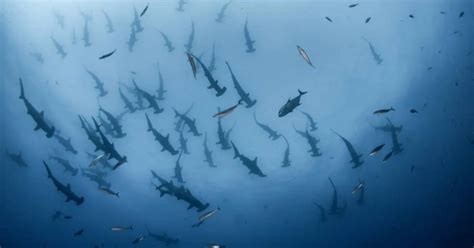 Hammerhead Shark Behavior - AnimalBehaviorCorner