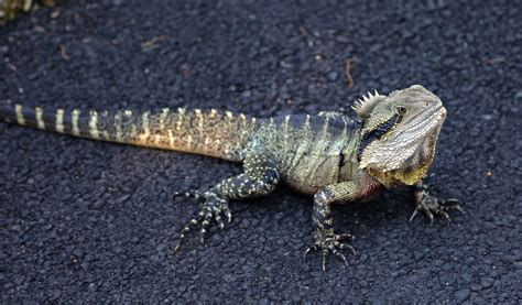 #animal #australian water dragon #iguana #intellagama lesueurii #lizard ...