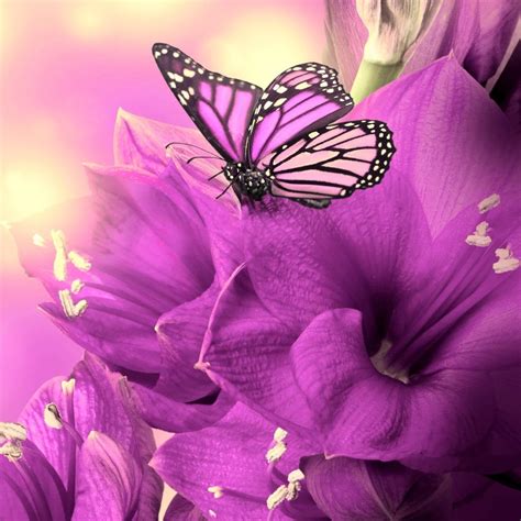 3d Butterfly Wallpaper - WallpaperSafari