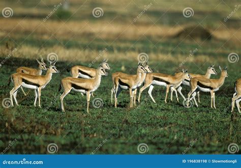 Thomson`s Gazelle, Gazella Thomsoni, Herd in Savannah, Masai Mara Park in Kenya Stock Photo ...