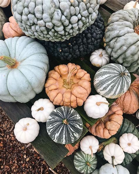 Fall colors | Decorative gourd season, Gourds, Pumpkin display