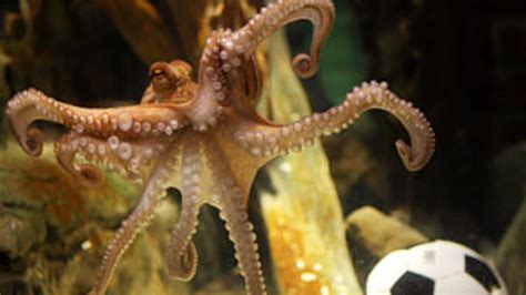 Paul the Octopus, World Cup Oracle, Dies | Fox News