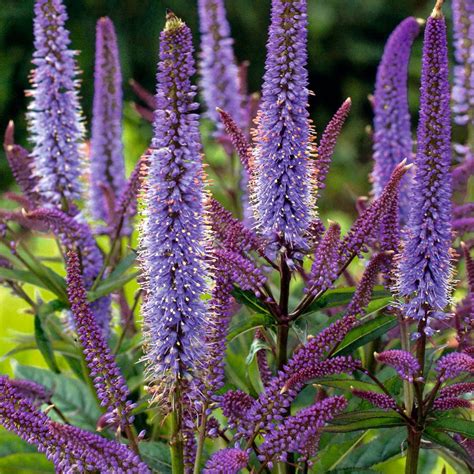 Veronicastrum virginicum 'Cupid' | White Flower Farm