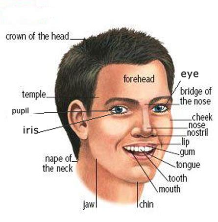 Head and face parts learning English