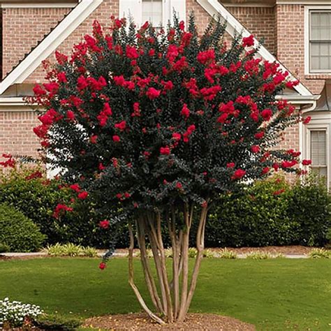 2-Gallon Red Black Diamond; Crapemyrtle Best Red Flowering Tree in Pot in the Trees department ...