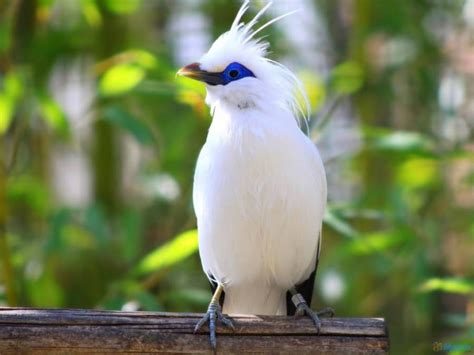 Mengenal Burung Jalak Bali, Hewan Omnivora yang Sudah Hampir Punah