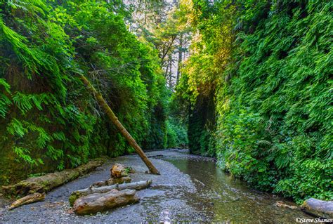 Fern Canyon | Fern Canyon, Northern California | Steve Shames Photo Gallery