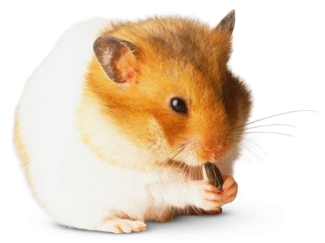 Hamster Facts | Types Of Hamsters | DK Find Out