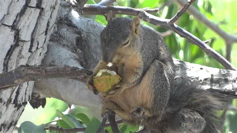 Squirrel eating a walnut on a tree (video by Robert) - YouTube