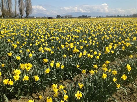 Daffodil fields, La Conner, WA | Daffodils, Plants, Pacific northwest