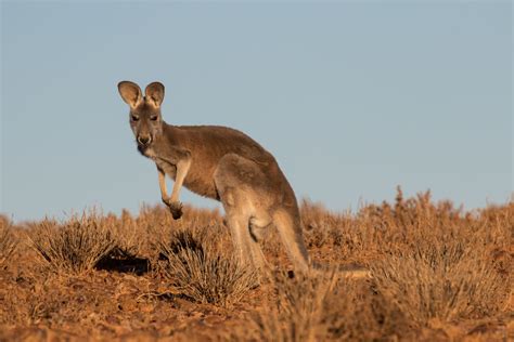 Where can I see the Common Wallaroo in the wild