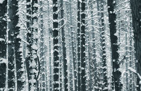 Free Images : branch, black and white, frost, ice, pattern, birch, curtain, lighting, material ...
