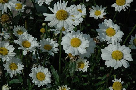 May Queen Shasta Daisy (Leucanthemum x superbum 'May Queen') in ...