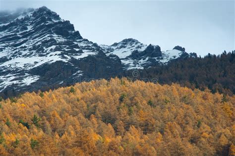 Yellow Pine Trees in the Alps Stock Image - Image of cloud, terrain ...