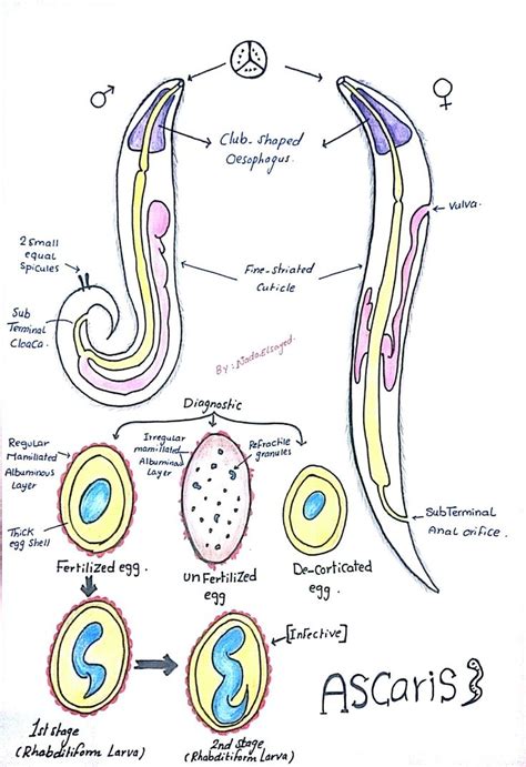 Ascaris Lumbricoides Labeled Diagram | Porn Sex Picture