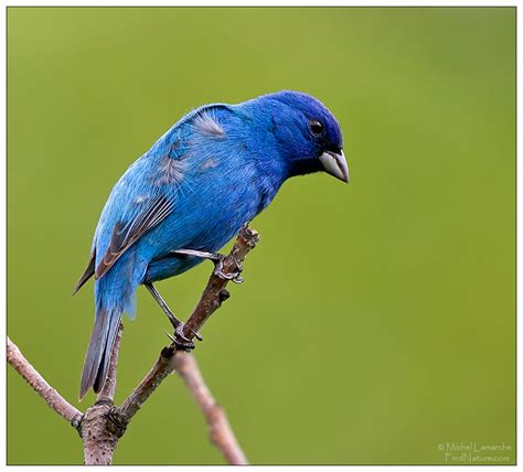 FindNature.com - Photos - Passerin indigo, Indigo Bunting, Passerina cyanea