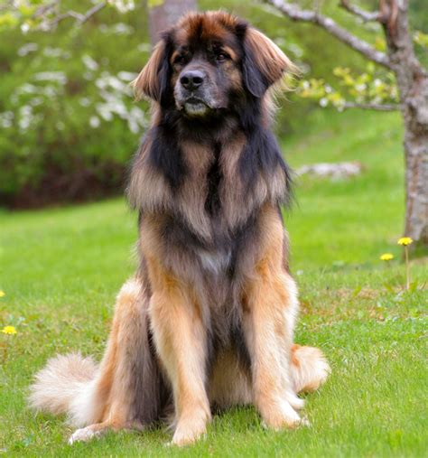 Paw Province: Meet the Leonberger: 150 Pounds of Love