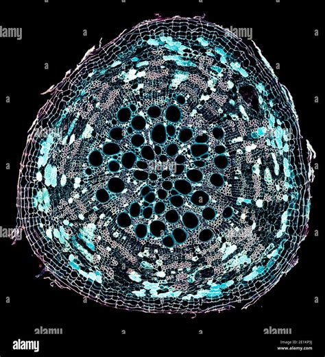 cross section cut under the microscope – microscopic view of plant cells for botanic education ...