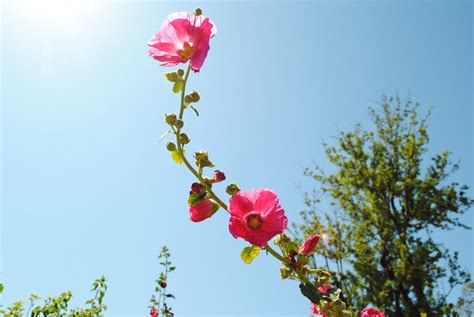 The Boatwright Family: California - Flowers, Trees, and Cactus