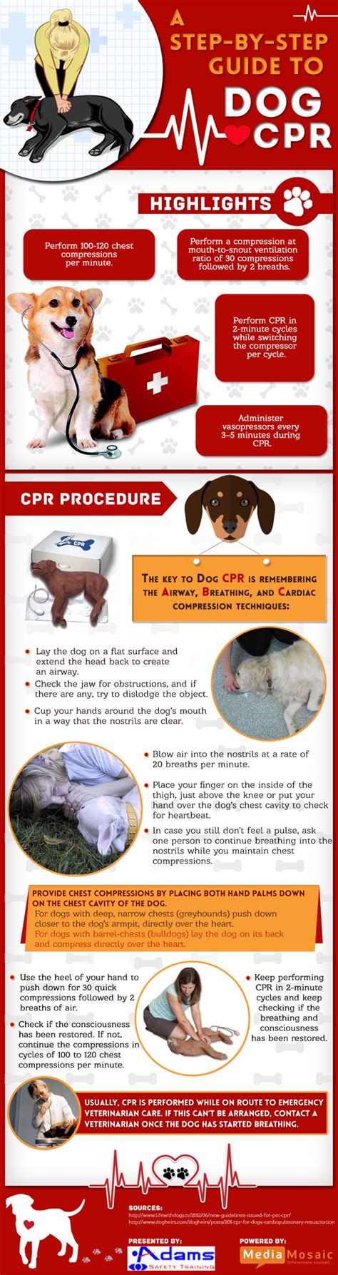 How to Perform CPR on a Dog (Infographic ) | Adams Safety Training