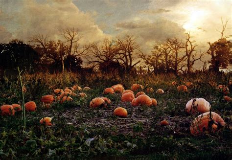 halloween pumpkin patch | Pumpkin patch pictures, Pumpkin field, Spooky pumpkin