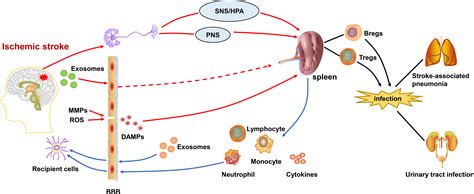 Frontiers | The “Dialogue” Between Central and Peripheral Immunity ...