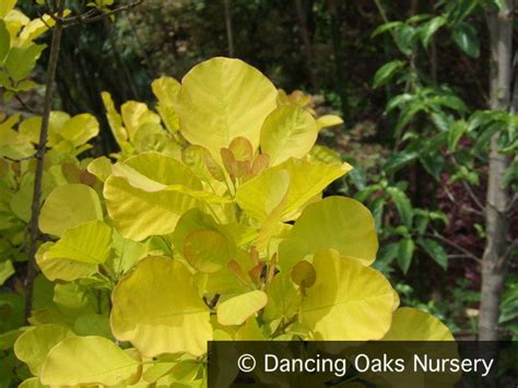 Cotinus coggygria 'Golden Spirit'®, Golden Smoke Tree – Dancing Oaks Nursery and Gardens