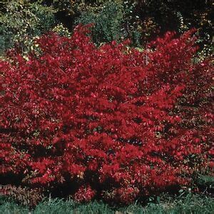 10-12" DWARF BURNING BUSH EASY TO GROW BEAUTIFUL RED FALL COLOR