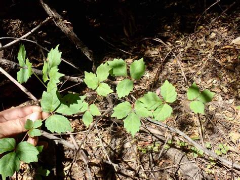 Parthenocissus tricuspidata Calflora