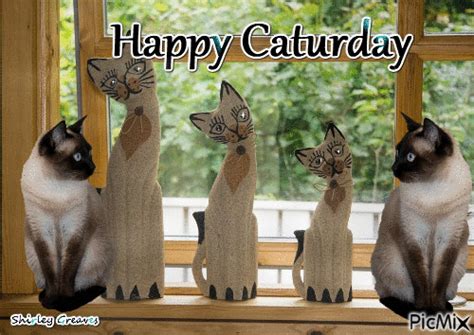 happy caturday gif | Caturday, Cats, Foster kittens