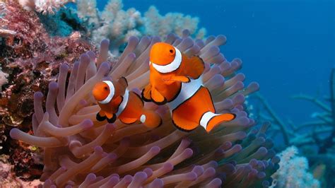 Anemone Fish Exotic Fish Amphiprion Ocellaris : Wallpapers13.com