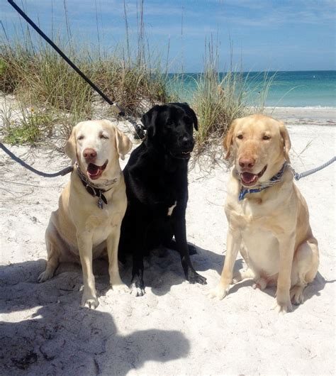 Three Labs on the beach. | Labrador retriever, Puppies, Dudley labrador