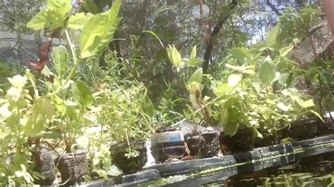 AQUAPONICS SILVER PERCH FINGERLINGS - YouTube